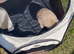 Baby rabbits mini lop