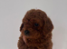 Red Cavapoos