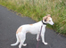 Lurcher bitch