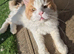 Maine coon kittens