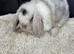 Stunning mini lops