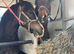 Section D Maesmynach 15.2h 3yr old