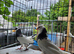 Iranian pigeons