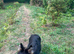 German Shepherd female