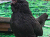 Breeding group Black Barbu D'uccle