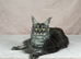 TICA active proven cats