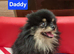 Pomeranian puppies
