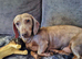 dachsund