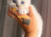 4 girls left - purebred blue point & mitted ragdolls