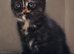 Last 2 British shorthair kittens
