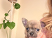 Sable blue/fawn Chuiahahaha puppies
