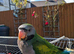 Lord Derby's Parakeet Baby for Sale