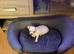 Beautiful Barry chihuahua boy pup