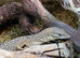 Spiny Tailed Monitors (Ackies) at Birmingham Reptiles