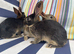10 BELGAIN HARE KITS