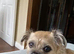WANTED !!!!!! MALTI-PUG puppy