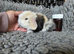 Stunning baby rabbits looking for forever home
