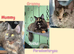 Big Maine Coon Boys Available