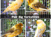 Various Show Canaries - Glosters, Fife, Borders