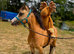 Beautiful buckskin filly