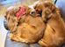 BEAUTIFUL FIVE-YEAR-OLD SPAYED CAVALIER LOOKING FOR HER FOREVER HOME