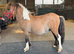 Super cute dun and white registered Shetland