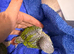 BEAUTIFUL HAND-REARED PINEAPPLE GREEN-CHEEK CONURES &ndash; READY SOON
