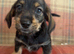 Ready to go Schnoxie pups ,