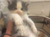 Ragdoll Cross Maine coon Kittens