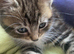 Maine Coon