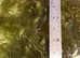 5 Hornwort Ceratophyllum For ponds and aquariums. Live Aquarium Plants Fast delivery*BUY 3 Get 1 FREE *