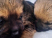 Border terrier kc reg
