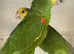 Bonded pair double yellow headed Amazons