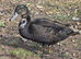 Mallard cross Ducks