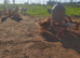 Day Old to 7 Week Chicks Farmyard Crosses