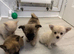 Teacup Pomchi