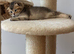 Pure Breed Scotish Straight/Fold Kittens. Delivery available.