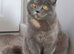 *Offers Considered* Beautiful Blue cream tortie