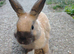Mini rex male