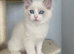 TICA REGISTERED PUREBRED RAGDOLLS KITTENS AVAILABLE