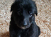 Really Beautiful tri colour German Shepherd puppies.