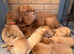 KC Registered Dogue de Bordeaux pups with champions