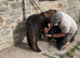 Miniature Shetland filly