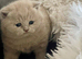 STUNNING PEDIGREE BRITISH SHORTHAIRS