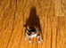 i4 bahamas jumping spider unsexed