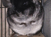 Beautiful Black Velvet Chinchilla girl
