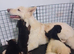 Straight back Long coat health tested German Shepherd puppies &pound;750