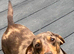 Miniature Smooth Female Adult Dachshund