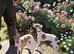 KC Whippet Bitch Pup 6 months old