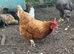 Warren Hen